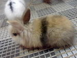 Rabbit - Angora Rabbit Rabbit