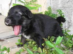 Puppies - Golden Retriever Mix Dog