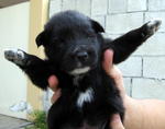 Puppies - Golden Retriever Mix Dog