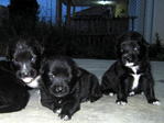 Puppies - Golden Retriever Mix Dog