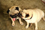 Pug Peck