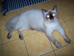 Kaka - Burmese + Siamese Cat