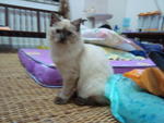 Mona - Birman + Persian Cat