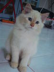 Benji - Birman + Persian Cat