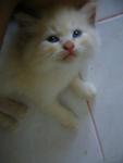 Benji - Birman + Persian Cat