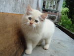 Benji - Birman + Persian Cat