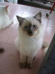 Dewa - Birman + Persian Cat