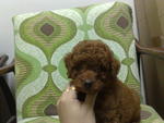 Red Toy Poodle Puppies - Poodle Dog