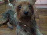 Daiji - Yorkshire Terrier Yorkie Dog