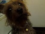 Daiji - Yorkshire Terrier Yorkie Dog