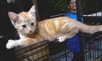Gabby - Domestic Short Hair Cat