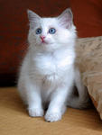 Carolina - Ragdoll Cat