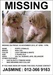 Poppy Lost In Usj 3 Subang Jaya - Shih Tzu Dog