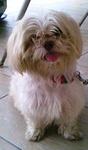 Poppy Lost In Usj 3 Subang Jaya - Shih Tzu Dog