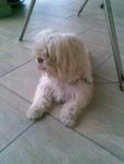 Poppy Lost In Usj 3 Subang Jaya - Shih Tzu Dog