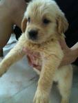 Golden Retriver  - Golden Retriever Dog