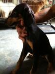 Doberman - Doberman Pinscher Dog