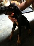 Doberman - Doberman Pinscher Dog