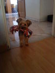 Sharggy - Yorkshire Terrier Yorkie Dog