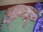 Garfield @ enjoying sleeping