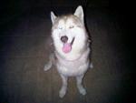 Ice Lost In Pusat Bandar Puchong - Siberian Husky Dog