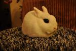 Pedigree Dwarf Hotot - Hotot Rabbit