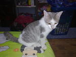 Tobby - Domestic Short Hair Cat