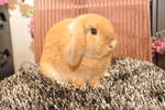 Pedigree Holland Lop  - Holland Lop Rabbit