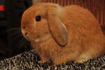 Pedigree Holland Lop  - Holland Lop Rabbit