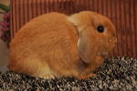 Pedigree Holland Lop  - Holland Lop Rabbit