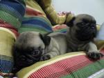 Pug – Champion Lineage   - Pug Dog