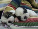 Nice Marking Shih Tzu  - Shih Tzu Dog