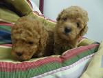 Toy Poodle With Mka - Poodle Dog