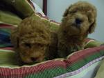 Toy Poodle With Mka - Poodle Dog