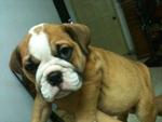 English Bulldog - English Bulldog Dog