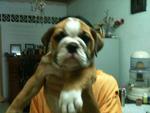 English Bulldog - English Bulldog Dog