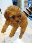 Cute Little Toy Poodle For Sale - Poodle Dog