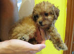 Cute Little Toy Poodle For Sale - Poodle Dog