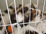 5 Lovely Shih Tzu Pup - Shih Tzu Dog