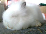 Teddy Bear Jr - Angora Rabbit Rabbit