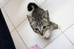 Little Stray Name 'socky' - Domestic Short Hair Cat