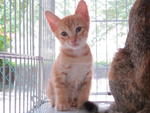 4male Dsh Kitten - Domestic Short Hair Cat