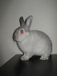 Rabbit 1