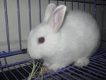 White Netherland Dwarf  - Netherland Dwarf Rabbit