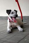 Kola - Mixed Breed Dog