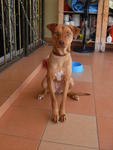 Bobo - Mixed Breed Dog