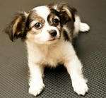 Quality Papillon Puppy For Sale - Papillon Dog