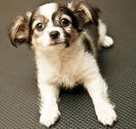 Quality Papillon Puppy For Sale - Papillon Dog