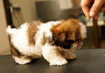 Champion Shih Tzu Puppy For Sales - Shih Tzu Dog