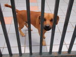 Bb - Dachshund Mix Dog